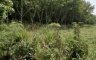 Land for sale in Ko Chan, Chonburi