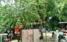 Land for sale in Canduman, Cebu