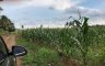 Land for sale in Mantibugao, Bukidnon