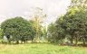 Land for sale in Lingi-On, Bukidnon