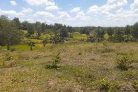 Land for sale in Alegria, Bohol