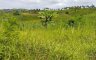 Land for sale in Loong, Cebu