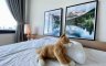 1 Bedroom Condo for rent in Blocs 77, Phra Khanong, Bangkok near BTS On Nut