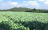 Land for sale in Nakhon Chedi, Lamphun
