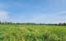 Land for sale in Pattaya, Chonburi