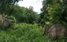 Land for sale in Ko Samui, Surat Thani