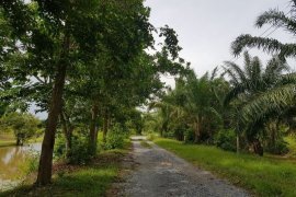 Land for sale in Chang Sai, Nakhon Si Thammarat