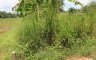 Land for sale in Tha Kham, Surat Thani
