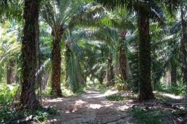 Land for sale in Krung Ching, Nakhon Si Thammarat