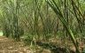 Land for sale in Mueang Nakhon Si Thammarat, Nakhon Si Thammarat