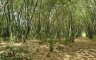 Land for sale in Mueang Nakhon Si Thammarat, Nakhon Si Thammarat