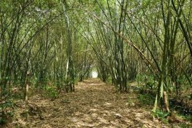 Land for sale in Mueang Nakhon Si Thammarat, Nakhon Si Thammarat