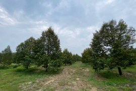 Land for sale in Wang Chan, Rayong